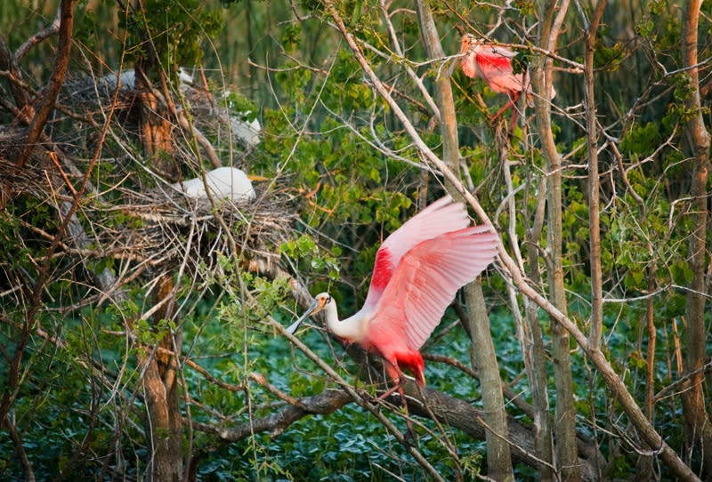 Roseate Spoonbill