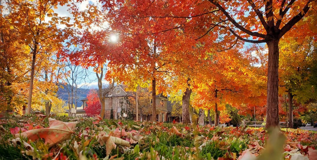 Trees turning red, orange and yellow at Mapleton Hill