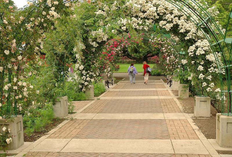 Owen Rose Garden by Timm O'Cobhthaigh Owen Rose Garden by Timm O'Cobhthaigh