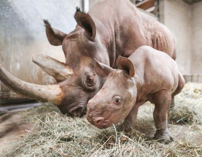 Potter Park Zoo - Rhino baby