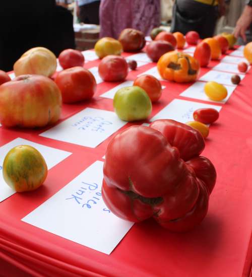 Tomato Day at the Carrboro Farmers' Market