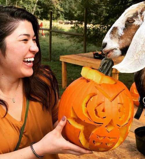 Carving Pumpkins with Goats