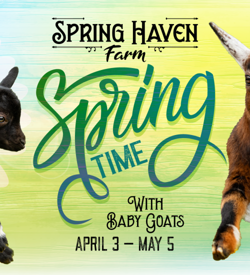 Springtime with Baby Goats