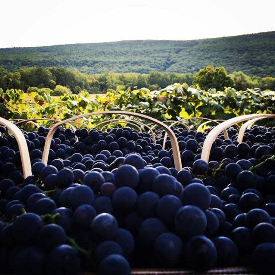 Naples Grape Festival 2025