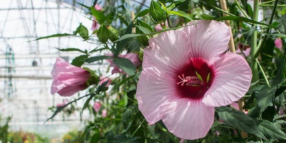 Mulhall S Floral Omaha Ne 68164