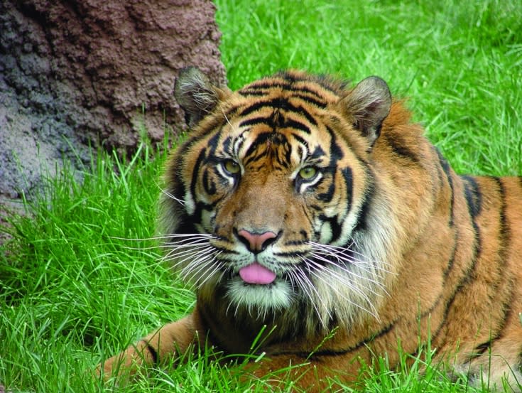 Copy of Tiger at Topeka Zoo