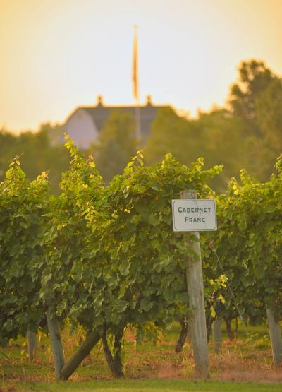 Huber's Winery Grape Vines