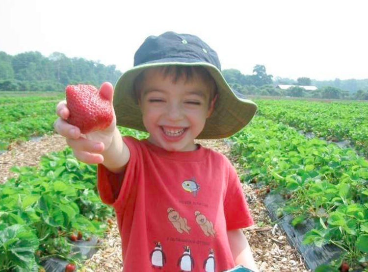 young boy in bucket hat standing in a field smiles while holding up a strawberry