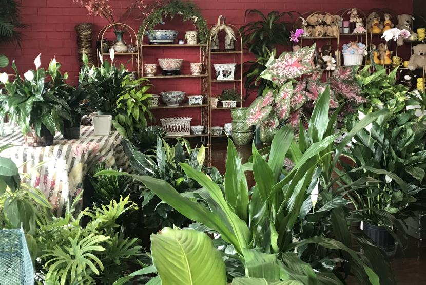 Flowers & Plants