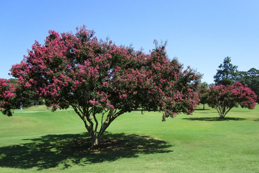 Course Trees