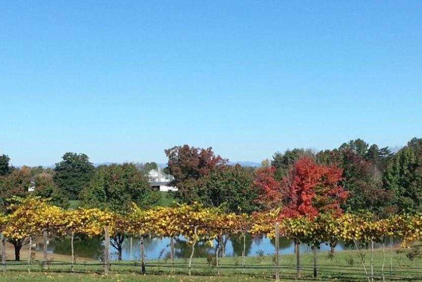 Vineyard