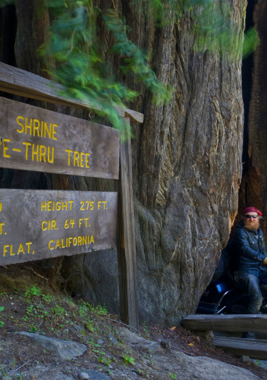 Drive Through a Redwood