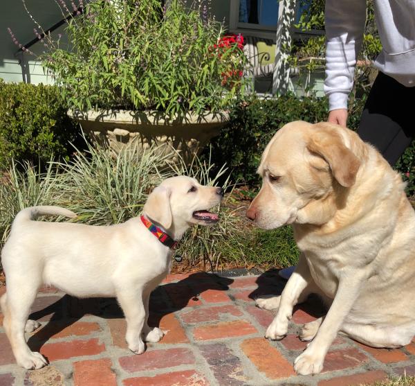 Lola and Ruby are two Yellow Lab dogs relaxing in their yard.
