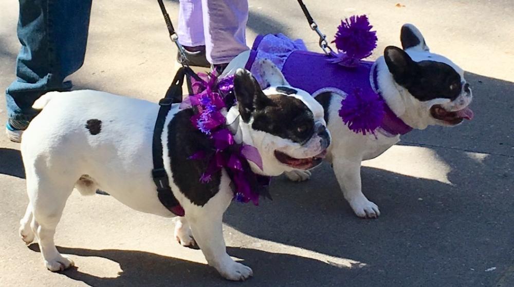 ​Mardi Growl Pet Parade