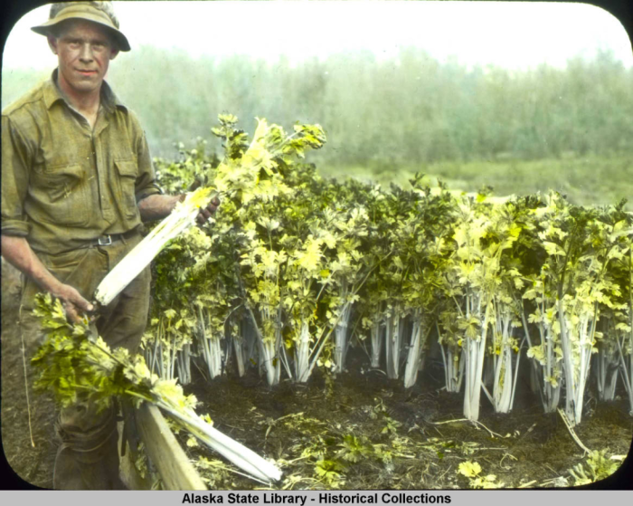 Man of farm with celery plants