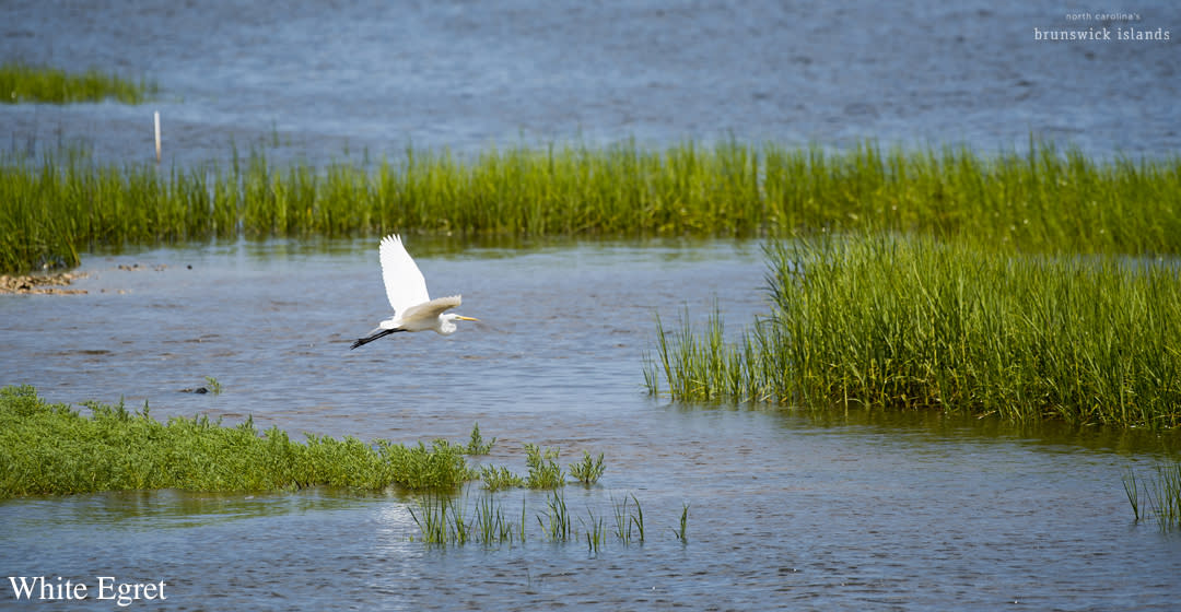 Labeled White Egret_bird