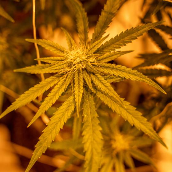 Durango Cannabis Co g
