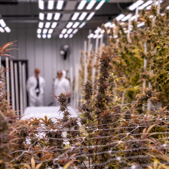 Durango Cannabis Co grow