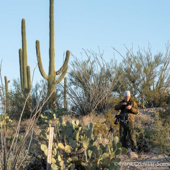 Sonoran desert