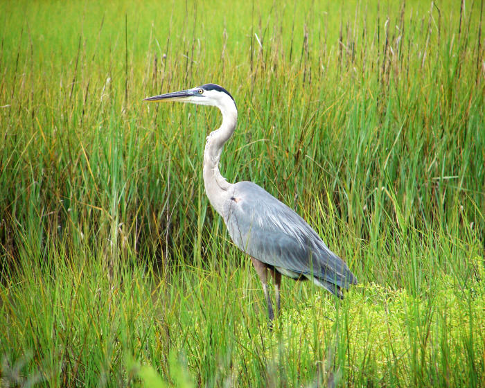 Birding - Pearland