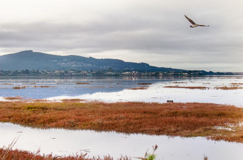 Estuary