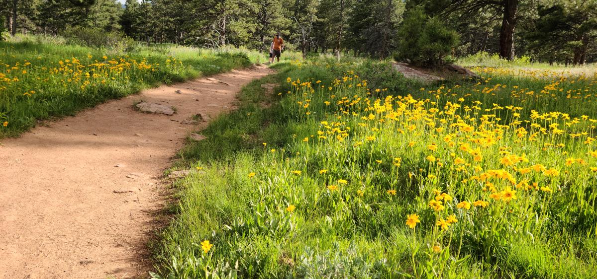 Couple walking among yellow Flowers on a Boulder trail