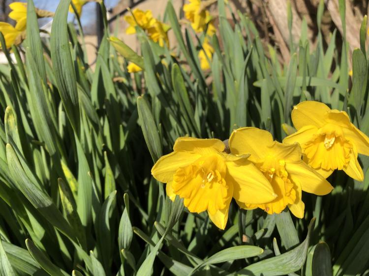 Daffodils