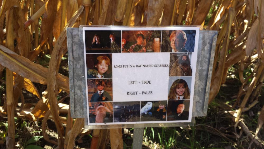 Question along the corn maze at Greendell Landscape Solutions.