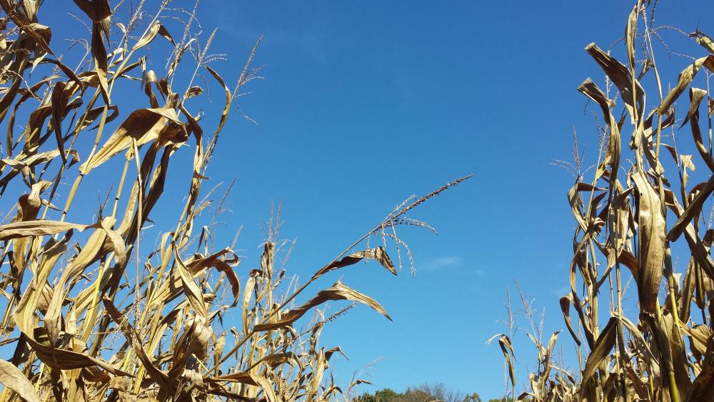 Looking up from the corn maze