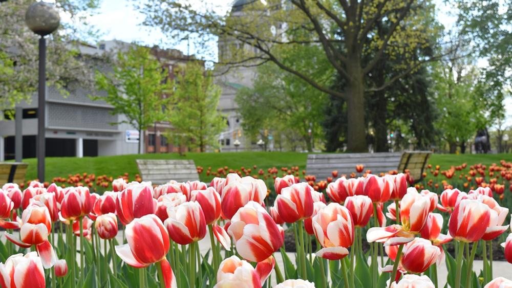 Spring Flowers in Freimann Square - Downtown Fort Wayne