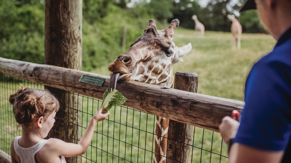 Choose Your Own Fort Wayne, Indiana Adventure - Family Fanatic