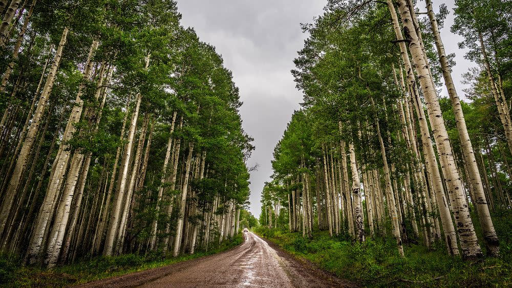 Uncompahgre Plateau