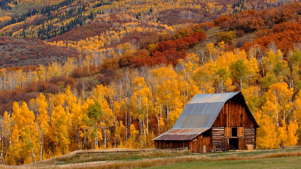 Fall colors come alive around an old barn in Steamboat Springs Colorado