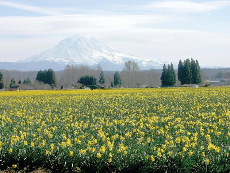 Puyallup Valley daffodils