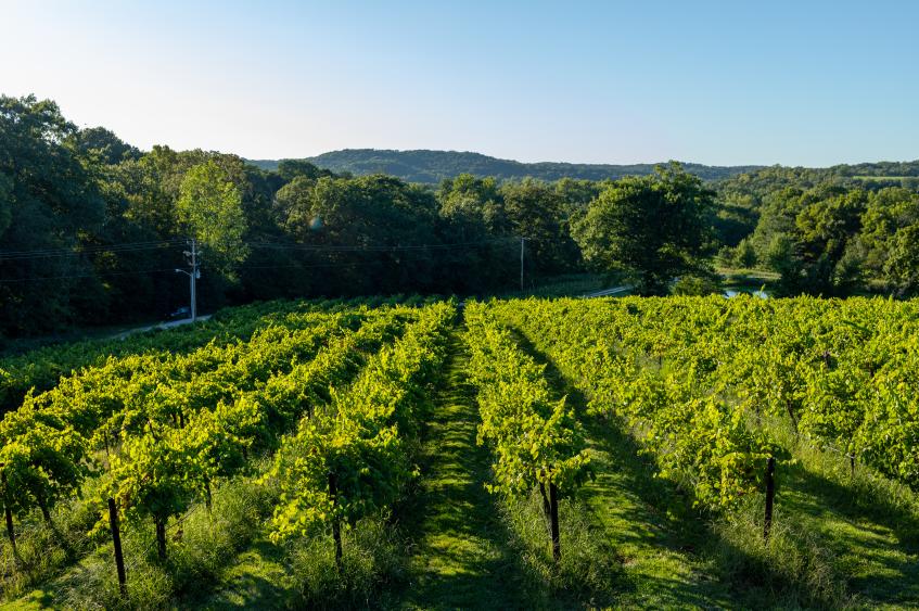 Chandler Hill Vineyards Defiance, MO 63341