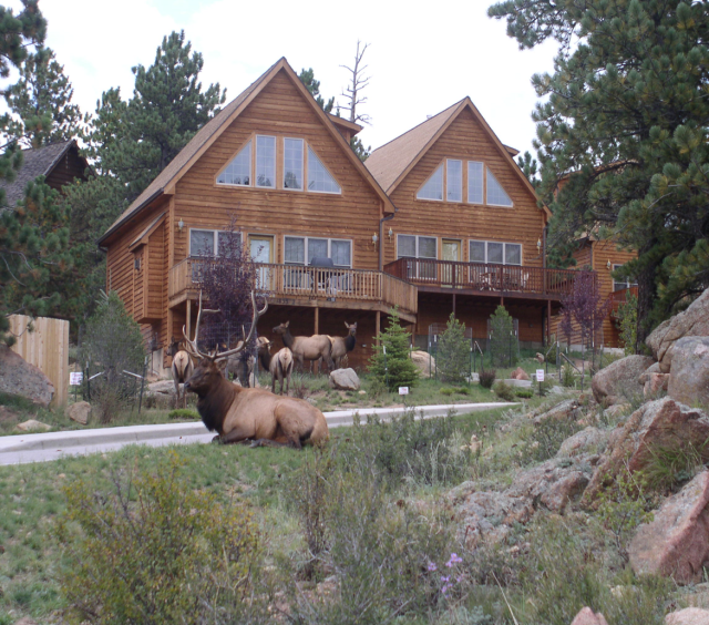 Bull Elk