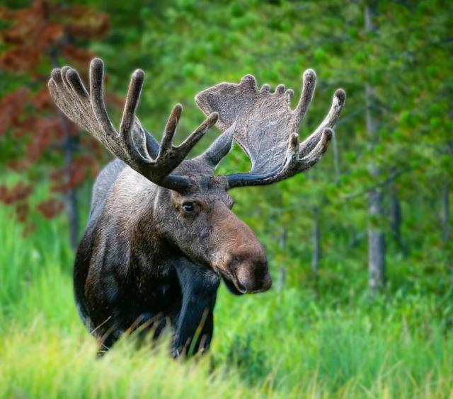 Bull Moose on an Estes Park Wildlife Tour