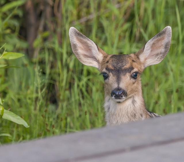 Deer fawn at East Portal Campground