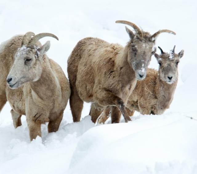 Bighorn Sheep Ecology Management