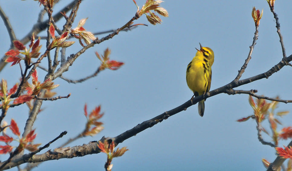 Northwest Indiana for birding or just bird enjoying