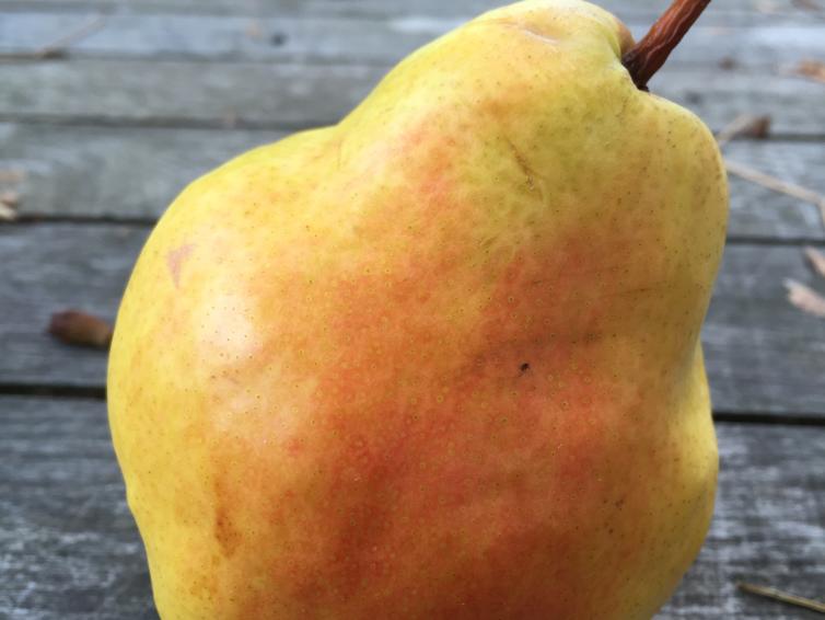 Bartlett Pear