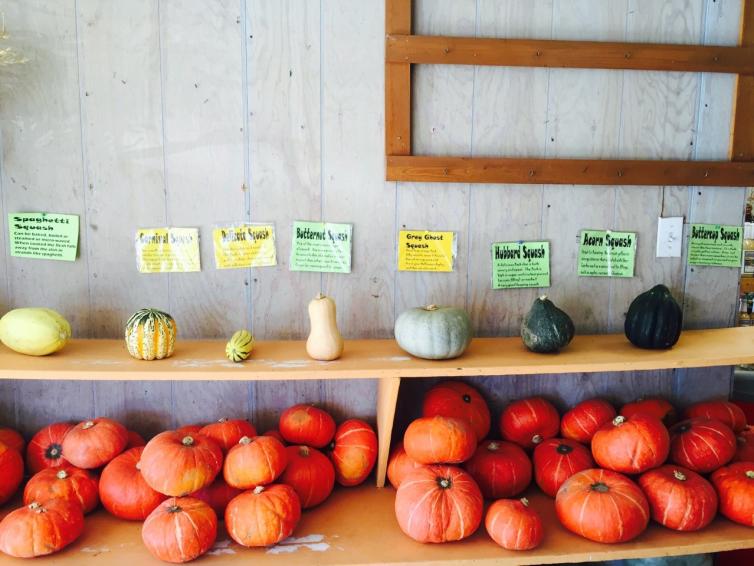 My Country Garden Gourd, Squash, & Pumpkins