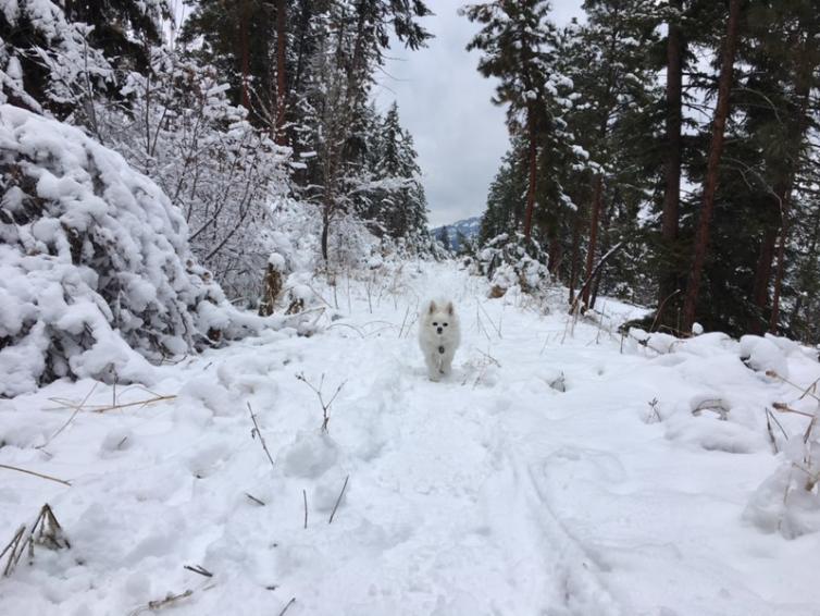 Dog at Telemark