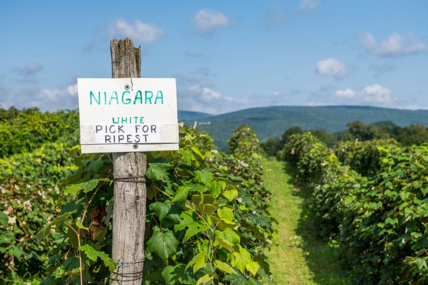 U-Pick Niagara Grapes in Naples