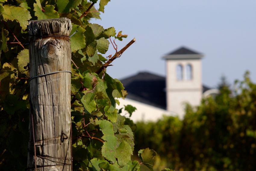 Vineyards at Casa Larga