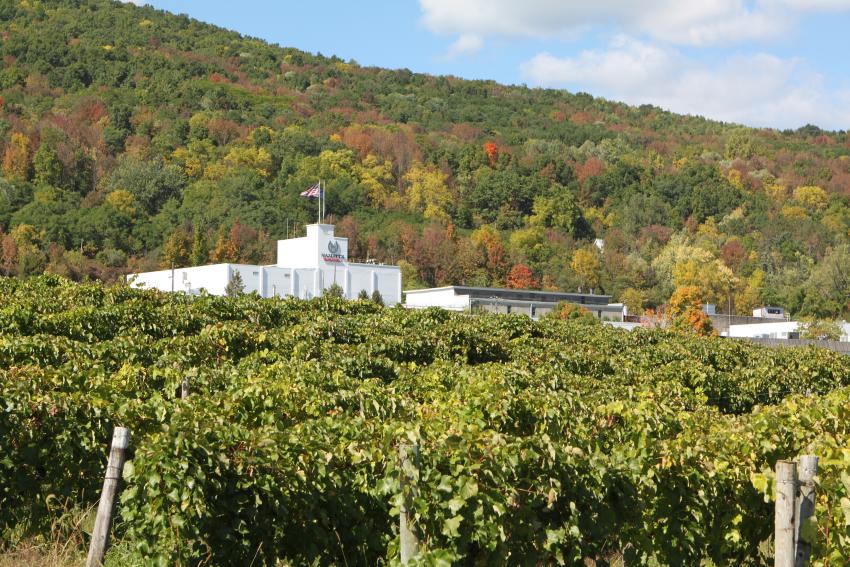 Hazlitt's Red Cat Cellars with vineyard in Naples