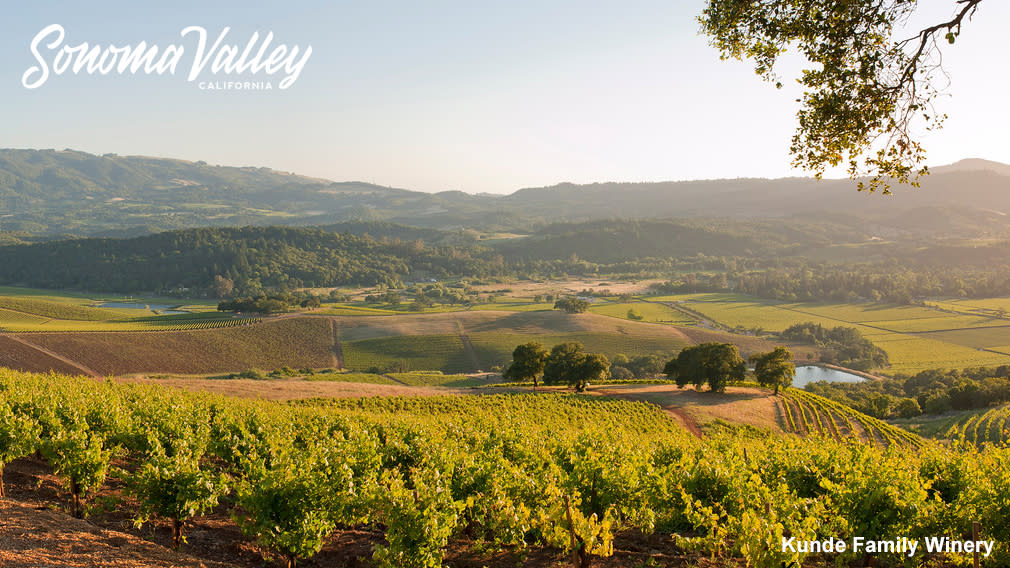 Overlooking Sonoma Valley, the vines of Kunde Family Vineyards with the Sonoma Valley mountains in the background