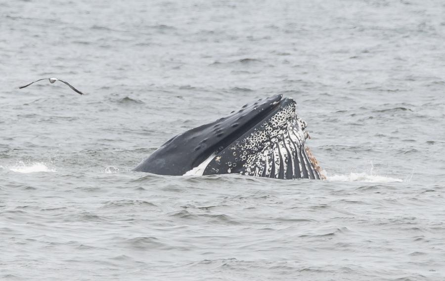 Humpback whale in Pacifica California