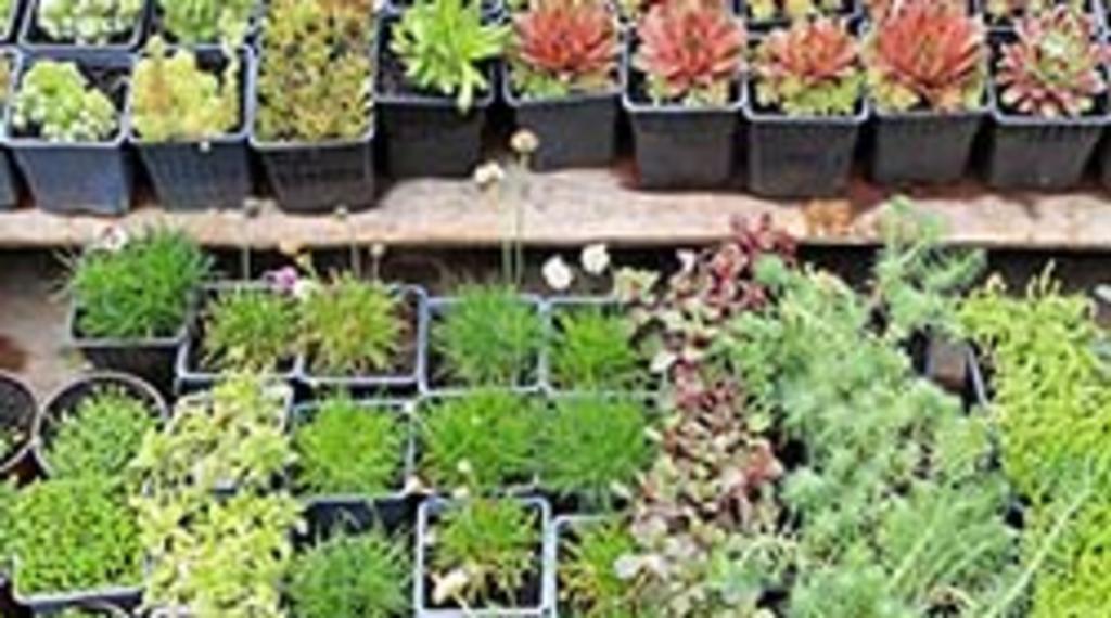 Plant Masters Nursery