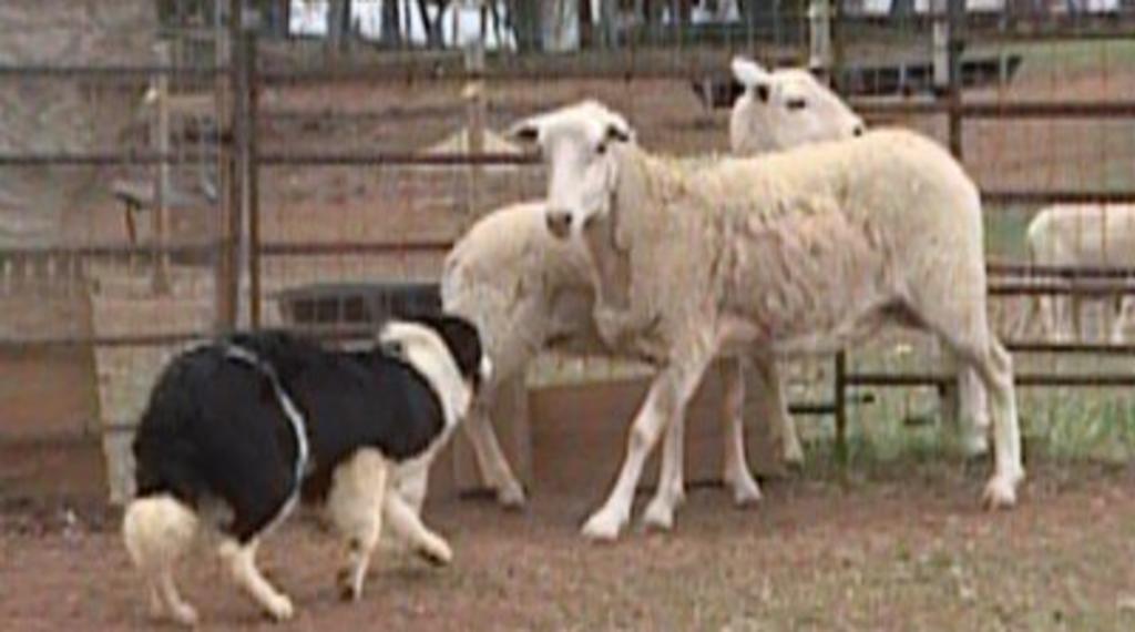 Possum Hollow Farms